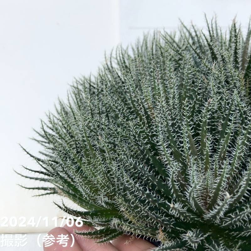 極小アロエ！アロエ・ハオルチオイデス 7号 大株｜観葉01-D1