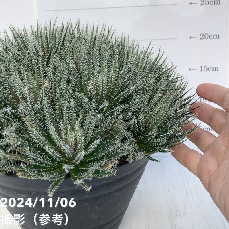 極小アロエ！アロエ・ハオルチオイデス 7号 大株｜観葉01-D1