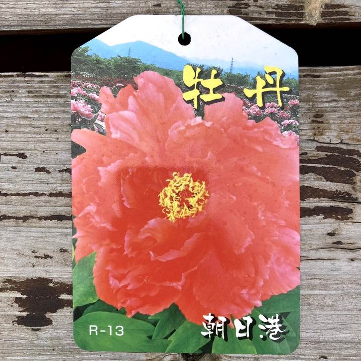 牡丹 6号 朝日港｜花木04-PA | 花木・庭木 | 赤塚植物園オンライン 花