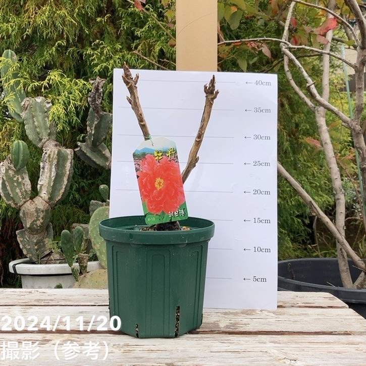 牡丹 6号 朝日港｜花木04-PA | 花木・庭木 | 赤塚植物園オンライン 花