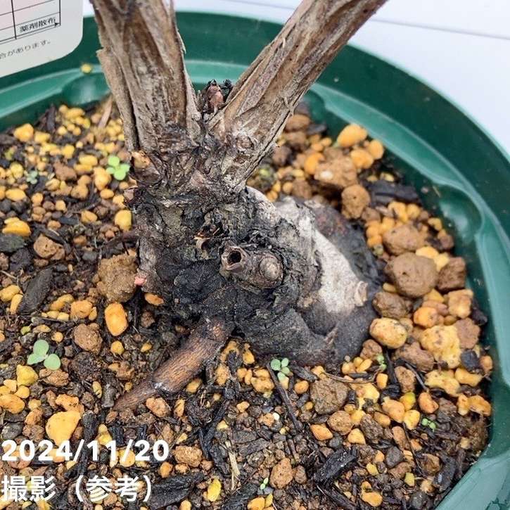牡丹 6号 朝日港｜花木04-PA | 花木・庭木 | 赤塚植物園オンライン 花