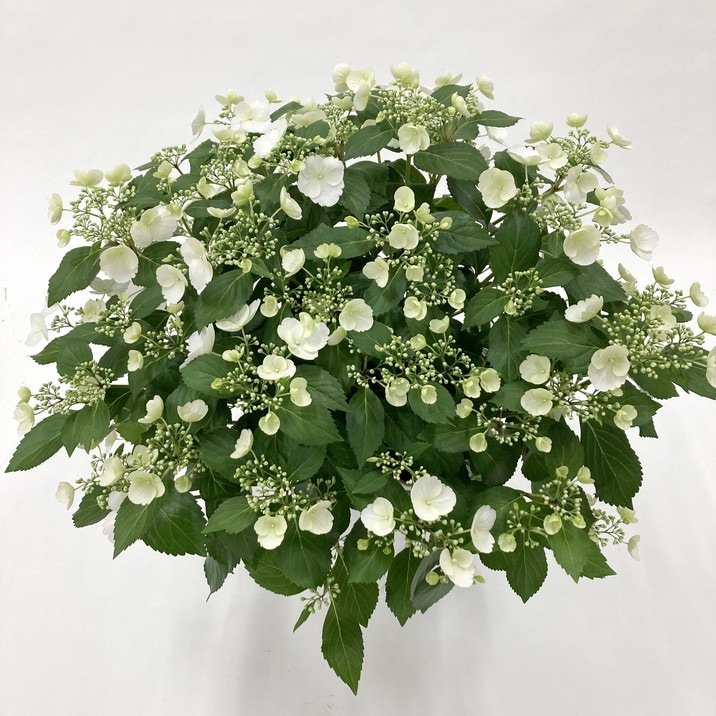aihana＊garden 出品 楽天市場】【まもなく締め切り】 予約販売 アジサイ 龍鳳 9cm