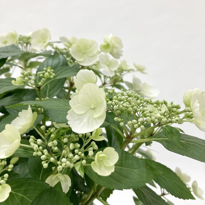 【早割期間中!】母の日ギフト2026 アジサイ ラグランジア ブライダルシャワー 7号|鉢花10-TU