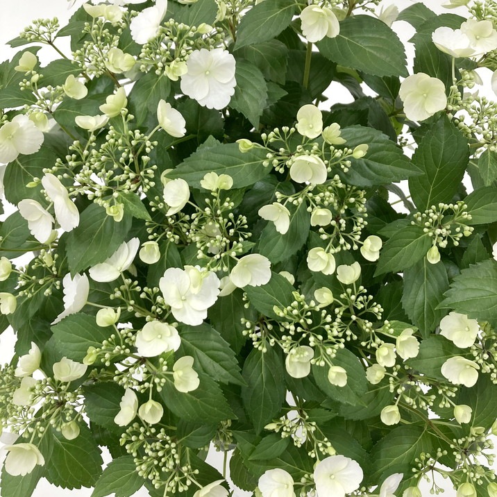 【早割期間中!】母の日ギフト2026 アジサイ ラグランジア ブライダルシャワー 7号|鉢花10-TU