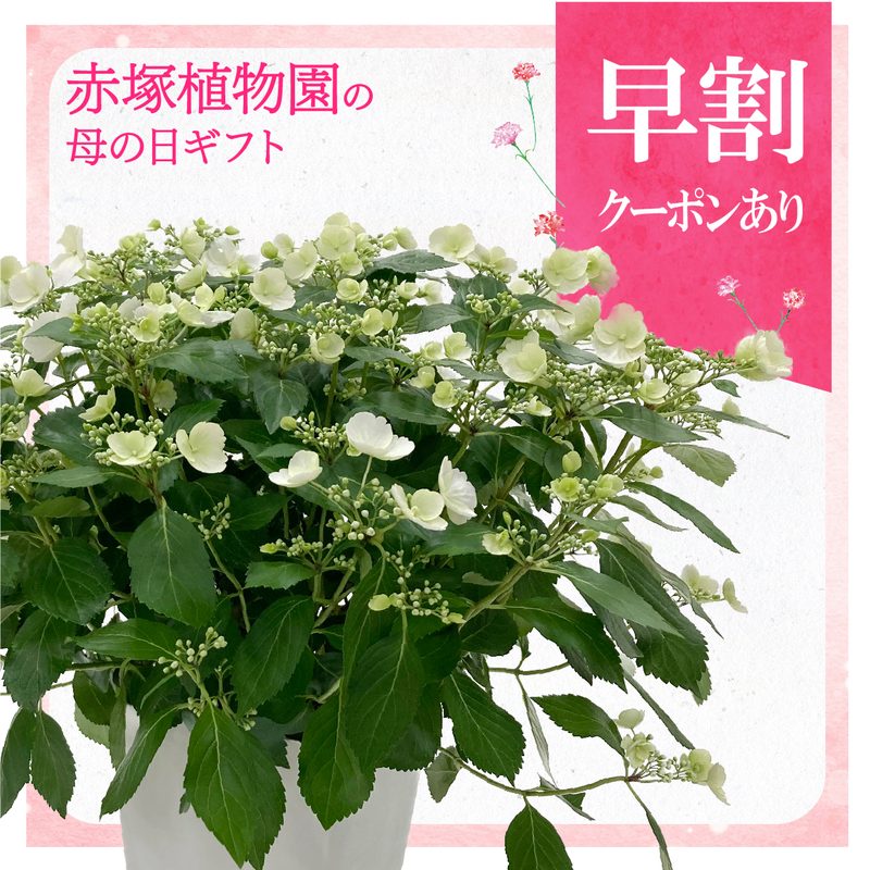 早割期間中！】母の日ギフト2026 アジサイ ラグランジア ブライダル