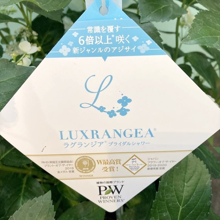 【早割期間中!】母の日ギフト2026 アジサイ ラグランジア ブライダルシャワー 7号|鉢花10-TU