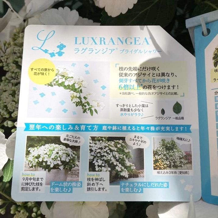 【早割期間中!】母の日ギフト2026 アジサイ ラグランジア ブライダルシャワー 7号|鉢花10-TU