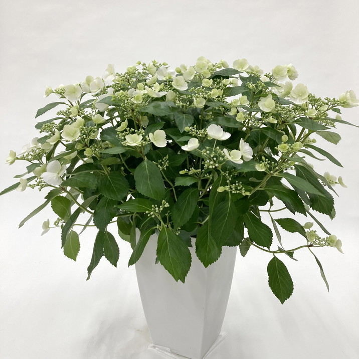 アジサイ　ラグランジアン　ブライダルシャワー　鉢　４０×４０　山葡萄苗木 楽天市場】【送料無料】アジサイ ラグランジア ブライダル