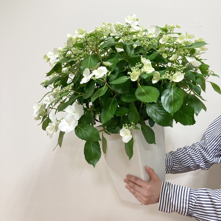 母の日ギフト2025 アジサイ ラグランジア ブライダルシャワー 7号｜鉢