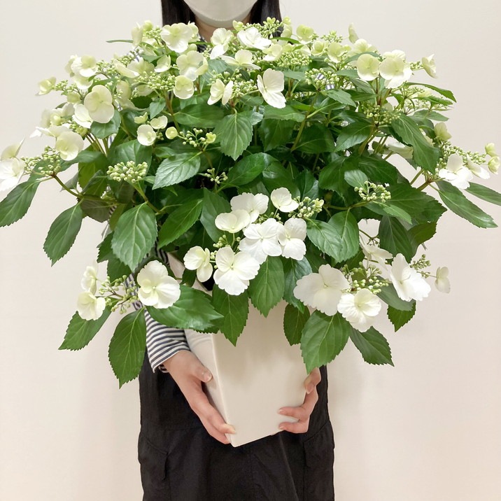 アジサイ ブライダルシャワー