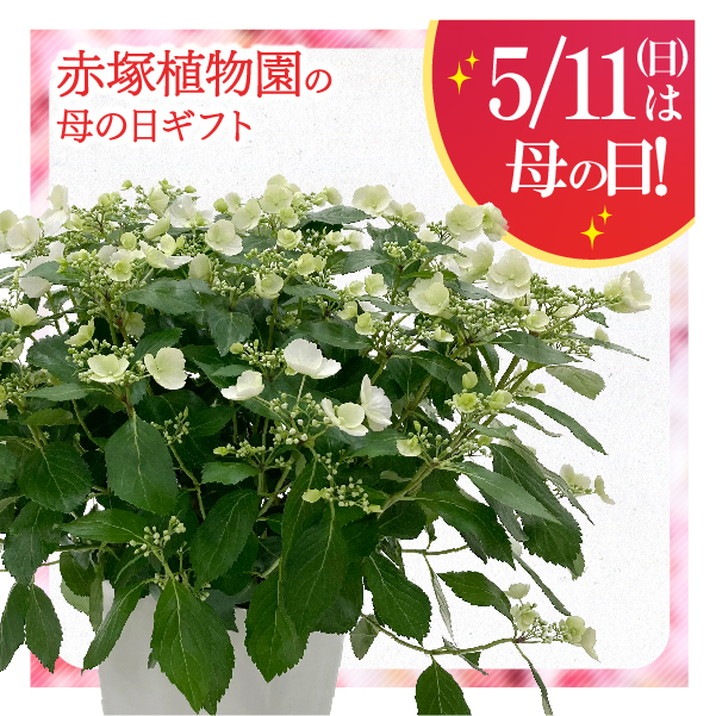 アジサイ ラグランジアン ブライダルシャワー 鉢40*40センチ花苗木 母