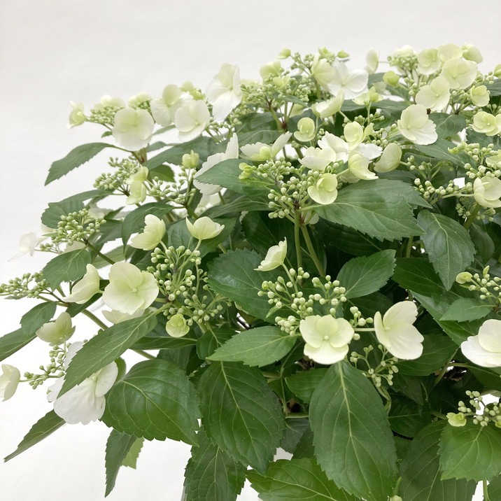 aihana＊garden 出品 鉢カバー アートストーン ラウンド 8号鉢用 AZURE #GREENPOT AS