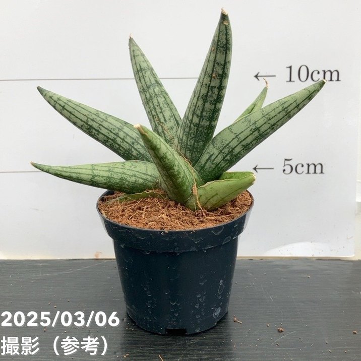 期間限定10％OFF！】サンスベリア 3号角鉢 ヘリオスドワーフHelios