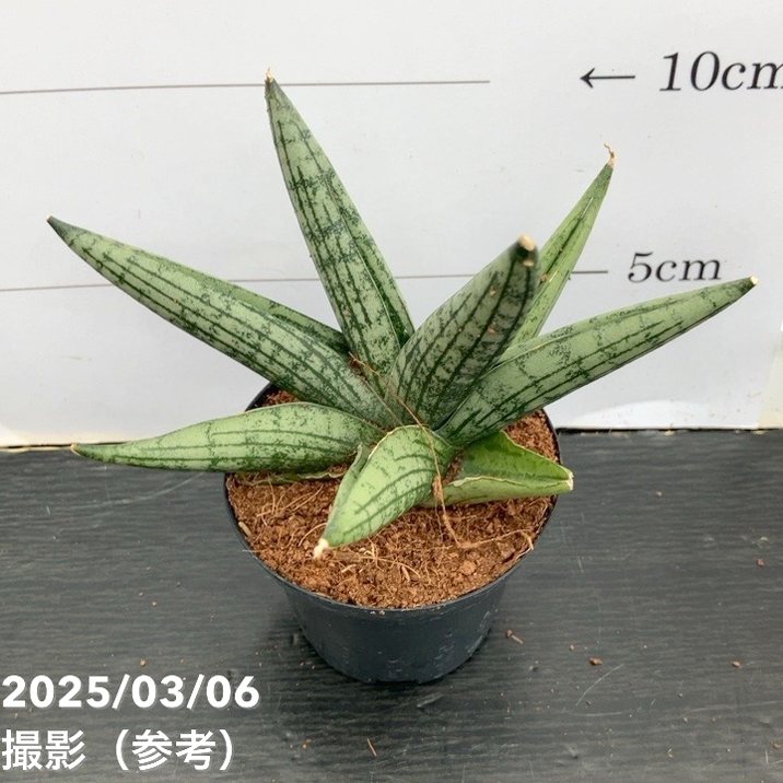 期間限定10％OFF！】サンスベリア 3号角鉢 ヘリオスドワーフHelios