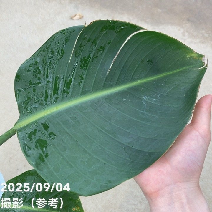 ストレリチア オーガスタ 6号｜s200｜観葉10-TU | 観葉・多肉