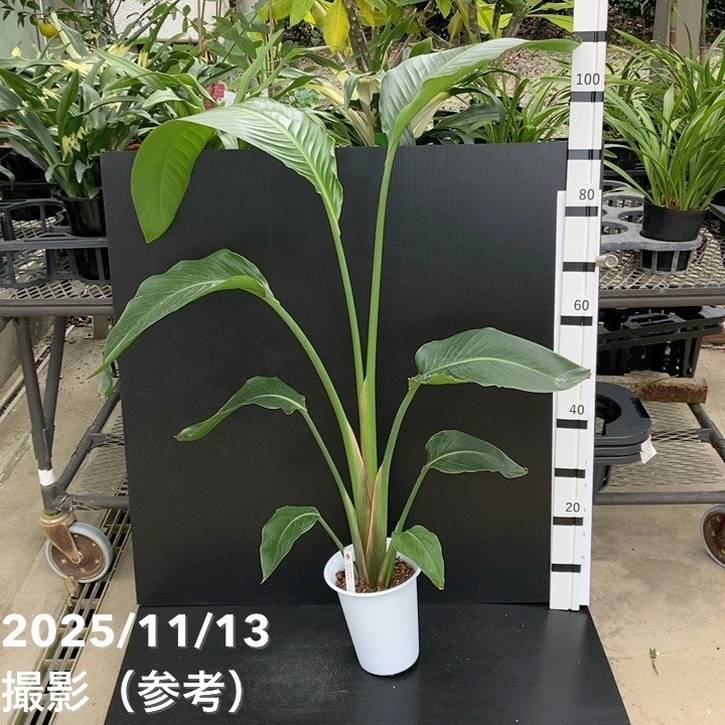 ストレリチア オーガスタ 6号｜s200｜観葉10-TU | 観葉・多肉 | 赤塚