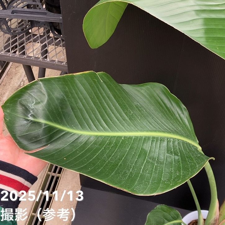 観葉植物 ストレリチアオーガスタ コメント欄にお知らせあり。 2f7dfda4529af6d289516a51cfb87e