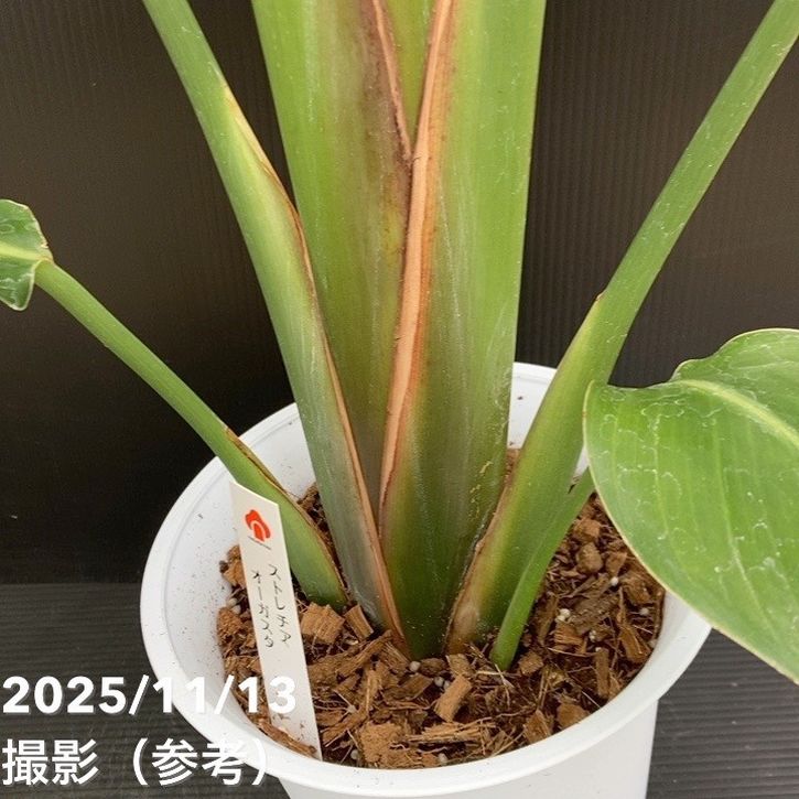 ストレリチア オーガスタ 6号｜s200｜観葉10-TU | 観葉・多肉 | 赤塚