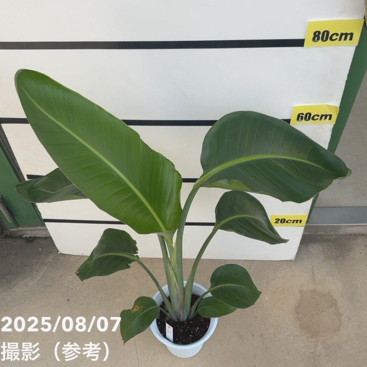 ストレリチア オーガスタ 楽天市場】観葉植物 ストレリチア オーガスタ デザイン鉢 大型