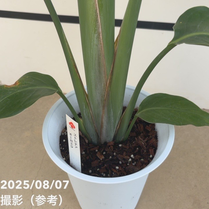 ストレリチア オーガスタ 観葉植物/ストレリチア：オーガスタ4号ポット : 園芸ネット