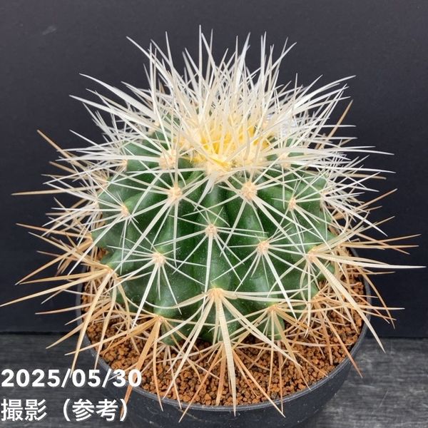 サボテン：エキノカクタス 金鯱綴化*幅14cm 現品 一品限り
