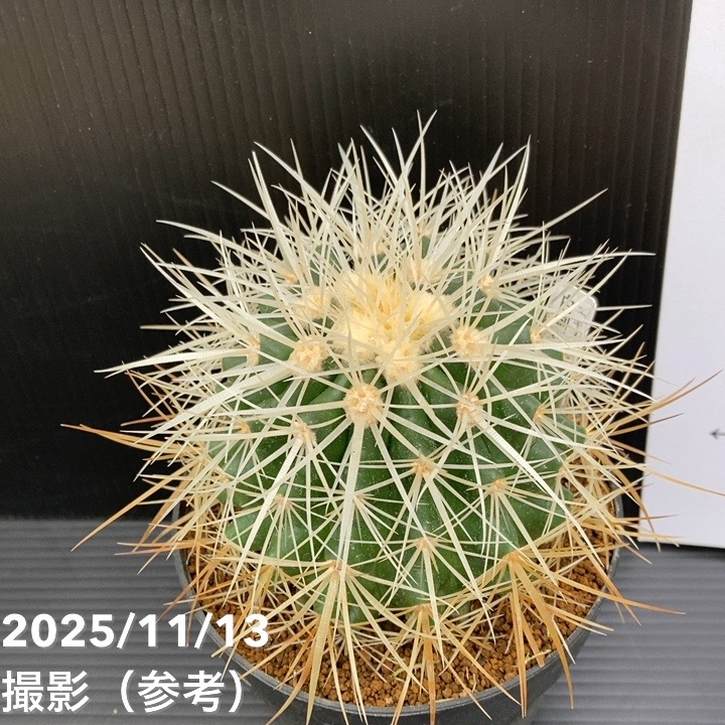 期間限定10％OFF！】エキノカクタス 白刺金鯱 4号 レア品種｜観葉10-TU