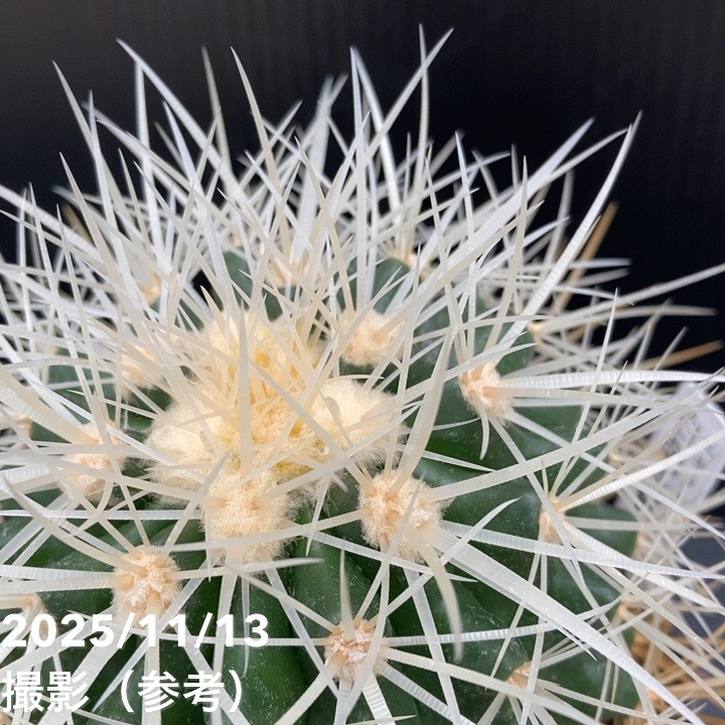 期間限定10％OFF！】エキノカクタス 白刺金鯱 4号 レア品種｜観葉10-TU