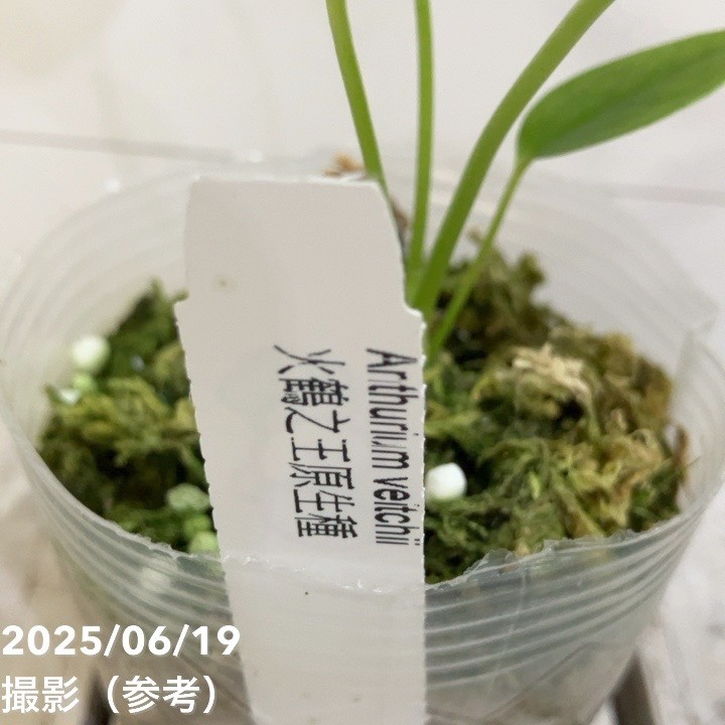 アンスリウム　ベイチー　2株 250602 4 アンスリウム ベイチー 2株 250602 4