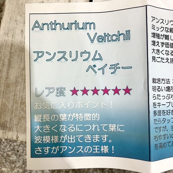 アンスリウム ベイチー Anthurium Veitchii 2.5号|観葉04-PA