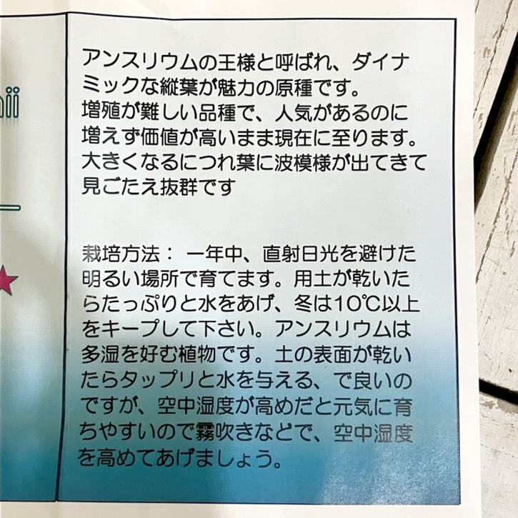 アンスリウム ベイチー Anthurium Veitchii 2.5号|観葉04-PA