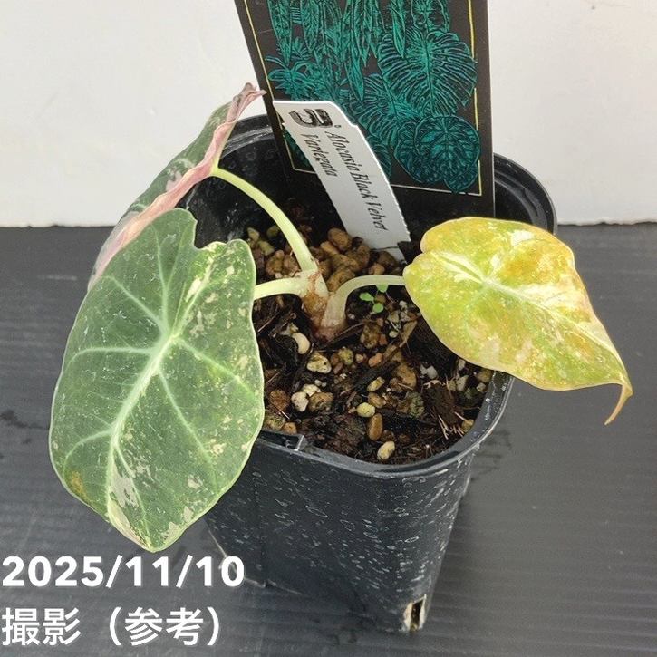 期間限定10％OFF！】【現品お届け】アロカシア ブラックベルベット