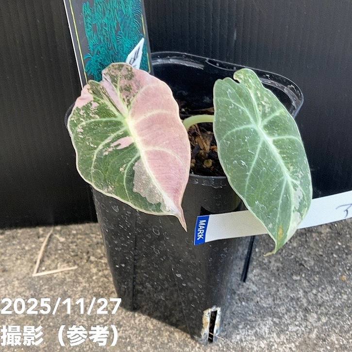 現品お届け】アロカシア ブラックベルベット 斑入り Alocasia Black