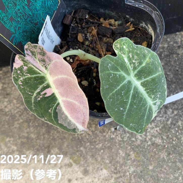 現品お届け】アロカシア ブラックベルベット 斑入り Alocasia Black