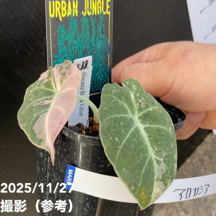 現品お届け】アロカシア ブラックベルベット 斑入り Alocasia Black