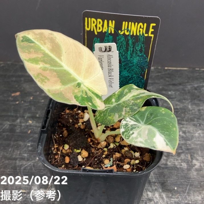 アロカシア　ブラックベルベット斑入り 斑入り】アロカシア ブラックベルベット / Alocasia reginula