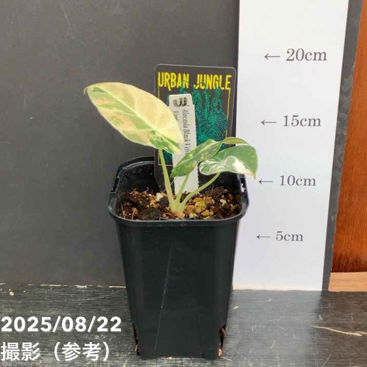 現品お届け】アロカシア ブラックベルベット 斑入り Alocasia