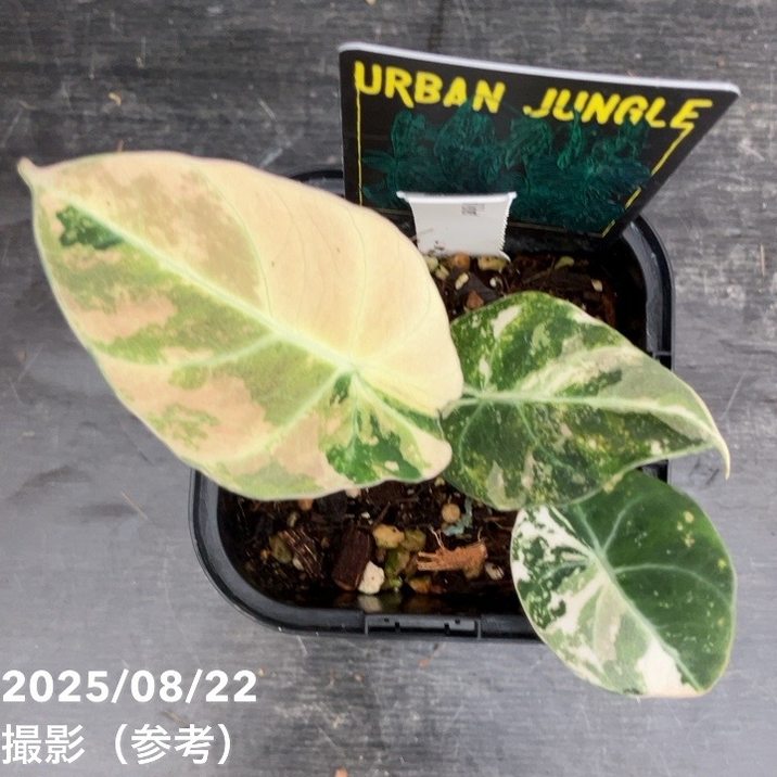 現品お届け】アロカシア ブラックベルベット 斑入り Alocasia