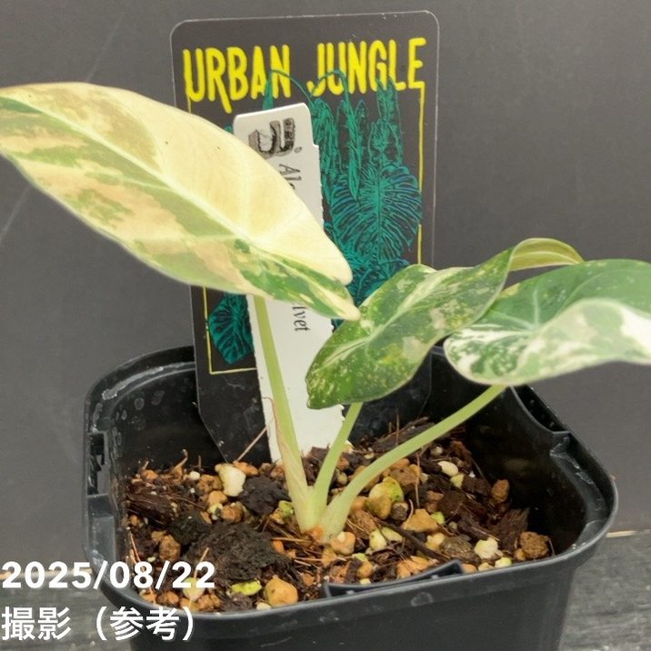 現品お届け】アロカシア ブラックベルベット 斑入り Alocasia
