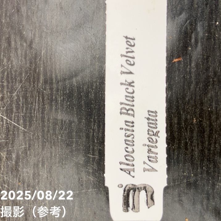 【現品お届け】アロカシア ブラックベルベット 斑入り Alocasia Black Velvet Variegata 3.5号(2)|観葉10-TU