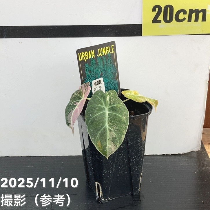 現品お届け】アロカシア ブラックベルベット 斑入り Alocasia Black