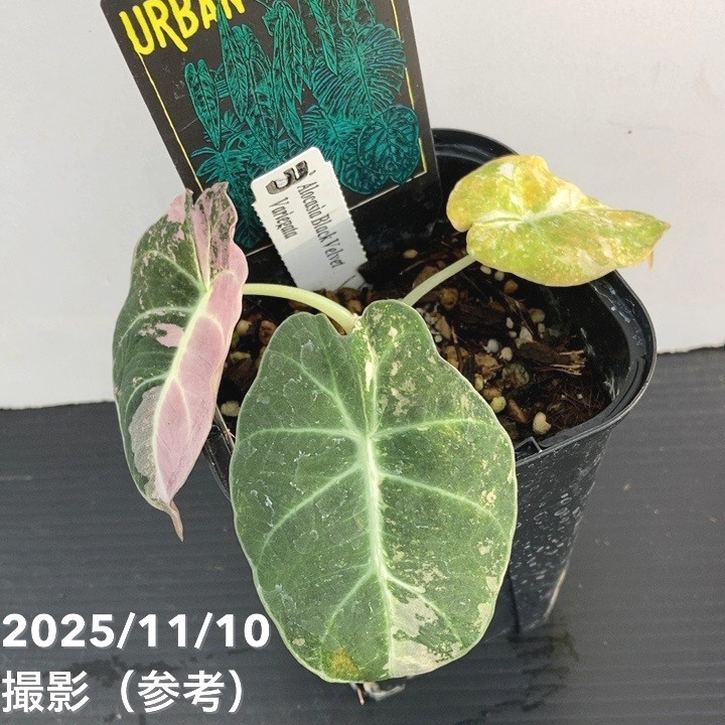 期間限定10％OFF！】【現品お届け】アロカシア ブラックベルベット