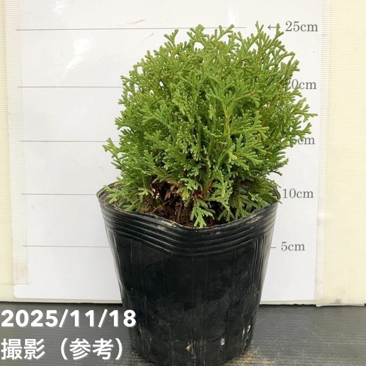 コニファー ミニマ 5号｜花木10-TU | 花木・庭木,[垣根（コニファー