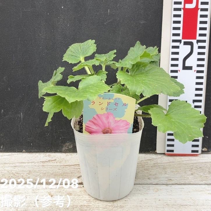 ラナンキュラス ランドセルシリーズ 3.5号 サラセレネ パルセノス PVP|草花04-PA