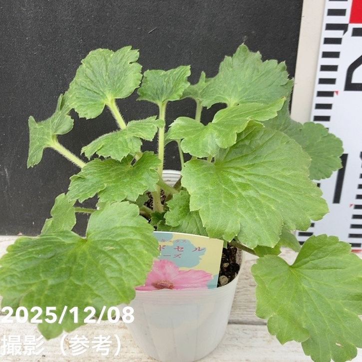 ラナンキュラス ランドセルシリーズ 3.5号 サラセレネ パルセノス PVP|草花04-PA