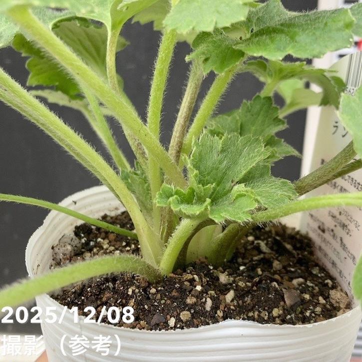 ラナンキュラス ランドセルシリーズ 3.5号 サラセレネ パルセノス PVP