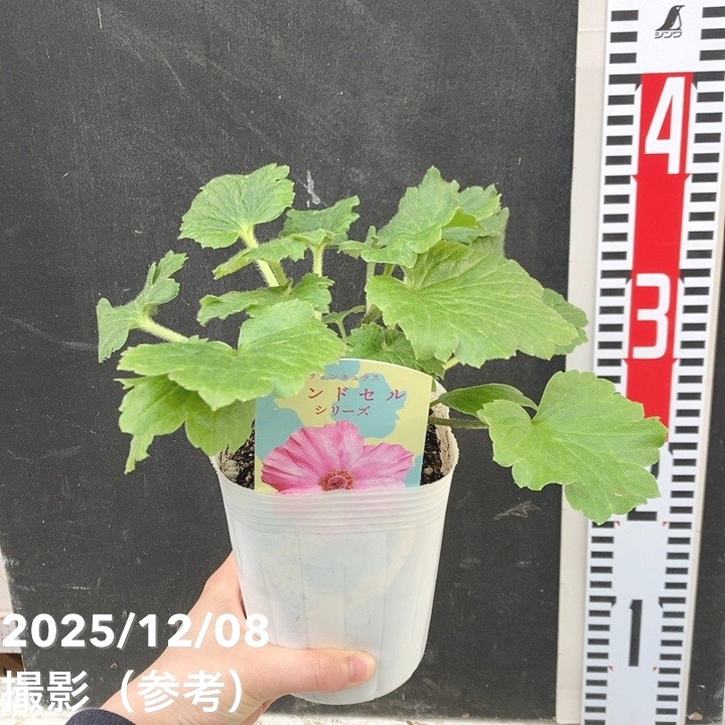 ラナンキュラス ランドセルシリーズ 3.5号 サラセレネ パルセノス PVP|草花04-PA