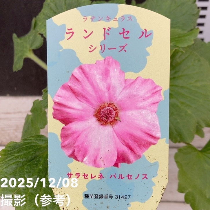 ラナンキュラス ランドセルシリーズ 3.5号 サラセレネ パルセノス PVP|草花04-PA