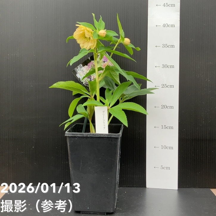 一点物】堀切園 クリスマスローズ ウィンターシンフォニー グリーン