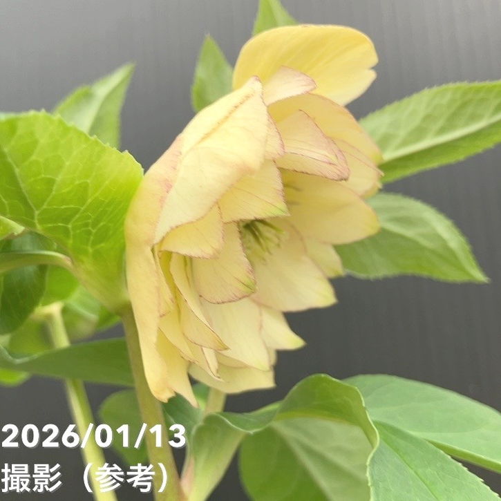 一点物】堀切園 クリスマスローズ ウィンターシンフォニー グリーン