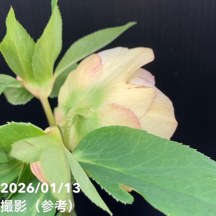 一点物】堀切園 クリスマスローズ ウィンターシンフォニー グリーン